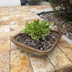Beauful Bonsai Plant With Pot 