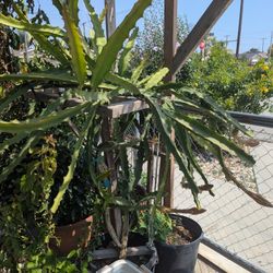 Yellow Color Ecado Dragon Fruit Plant 