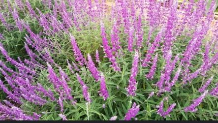 Mexican Sage One Gallon Pots $2.75