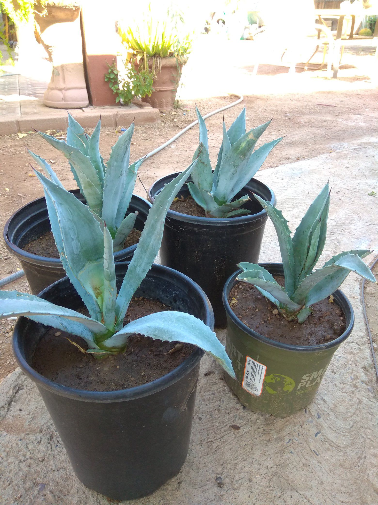 blue agave plants