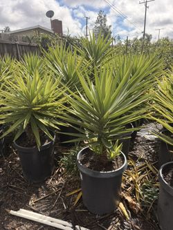 Green Yucca 