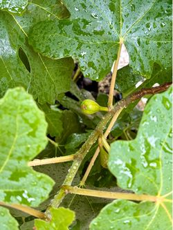 Black Mission Fig Tree for Sale