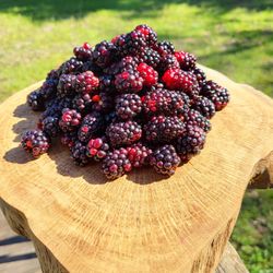 Florida Blackberry Plants - In Pots (Dewberry)