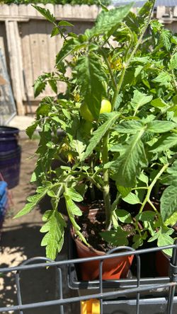 Tomato Pants! Summer Plants for Fall Harvest!!