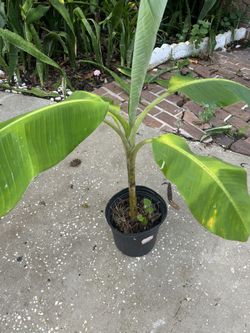 Banana Plant 