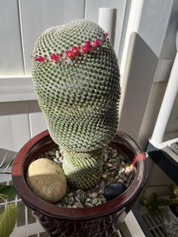 Mammillaria Prolifera Cactus 