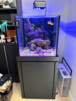 Planet Aquarium - 60 Gallon Rimless Saltwater Tank