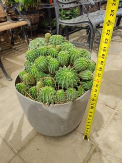CACTUS $100 NELLIS BLVD AND CHEYENNE AVE