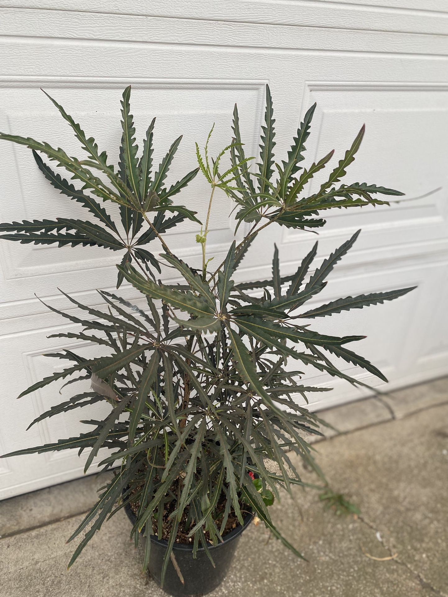 African Aralia Indoor Or Outdoor Shade Plant, In 5 Gallons Pot Pick Up Only
