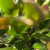 Tacoma 