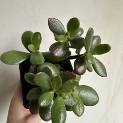 Jade Plant 