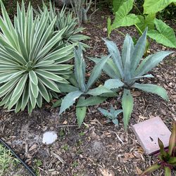 Free Agave Plants. 