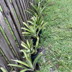 Succulents And  Bromeliads  