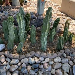 Totem Cactus And Argentine Giant