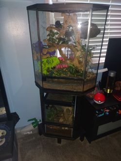 Crested gecko with enclosures male and female