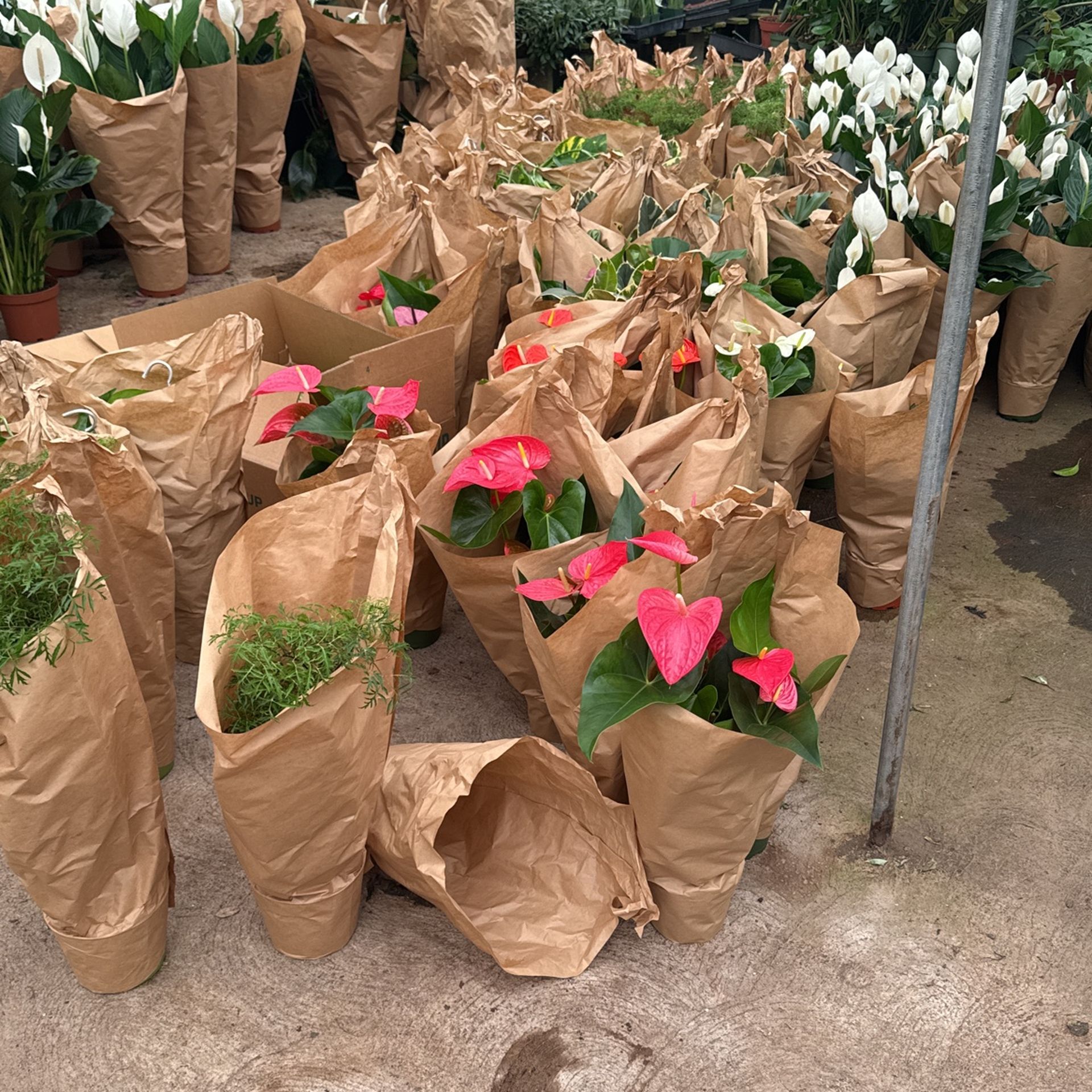 Riverside Greenhouse Open Yo The Public