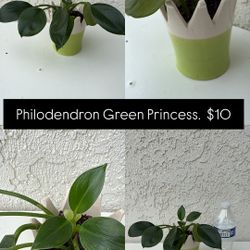 Philodendron Green Princess 