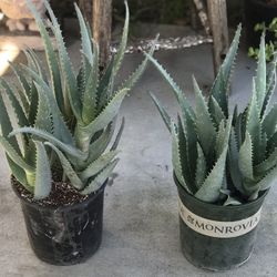 $5 Newly potted aloe vera plant