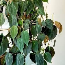 Lush Trailing Philodendron Micans Plant/ House Plant/ Indoor Plant  Rare  Velvet Pothos 