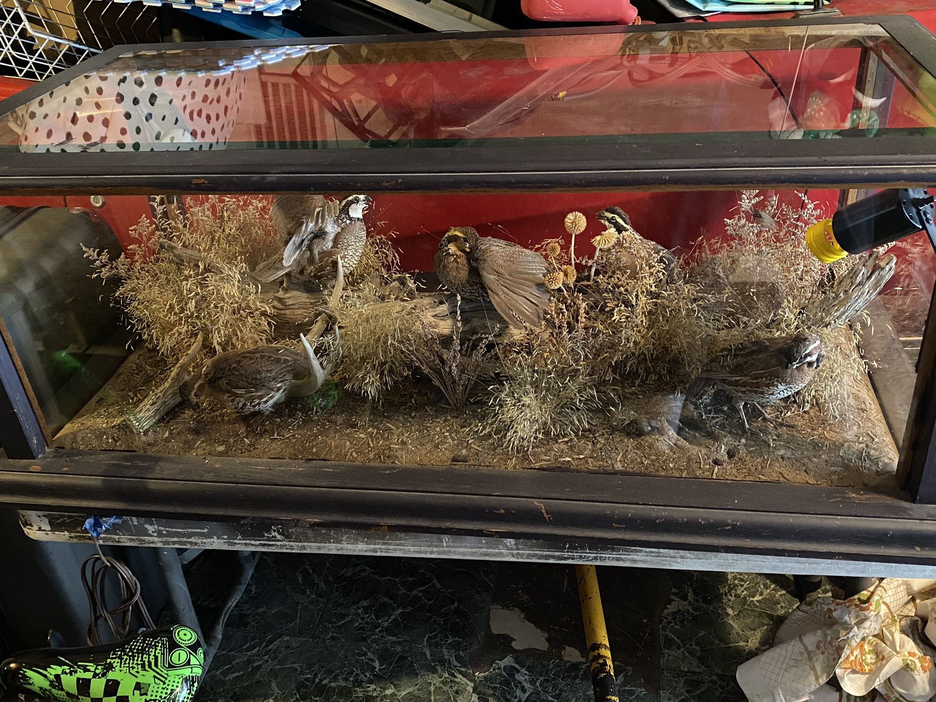 Taxidermy Quail Coffee Table