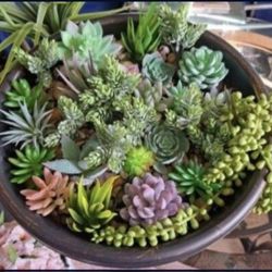 *** REDUCED *** Succulent Collection with The Big Pot @ Lasting Creations 