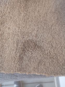 Carpet Brown 10x13