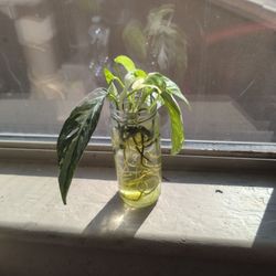 Epipremnum Pinnatum Albo