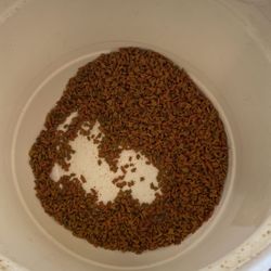 Cat food And cages Available 