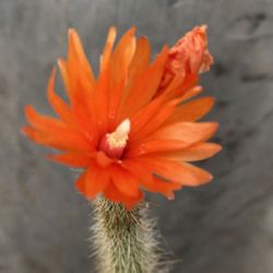 Blooming Small Cactus Plant, In 6 Inch Pot Pick Up Only