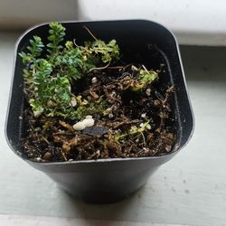 Rare Terrarium Plant Selaginella Wildonelli