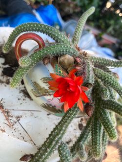 Planta de cacahuate