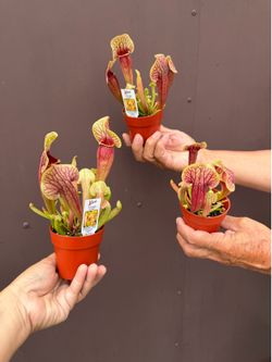 3” pitcher plant ( price is for each )