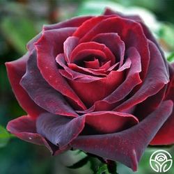 Rare European, Japan rose plants ,      Black Pearl 