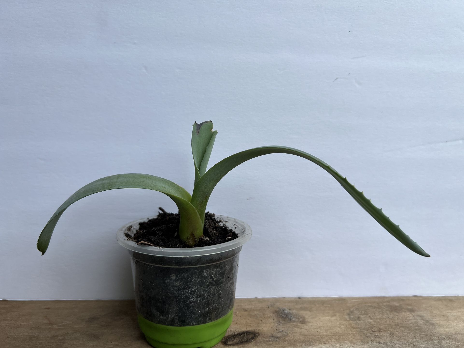 Agave Starter Plant – Century Plant Succulent 🌵