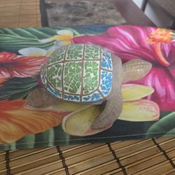 8 Inch Turtle 
