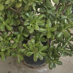 Jade Plants