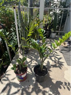 Zz plant 25$ each