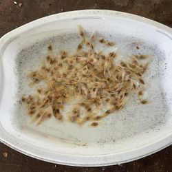 Cape Honeysuckle seeds