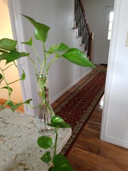 epipremnum aureum money plant