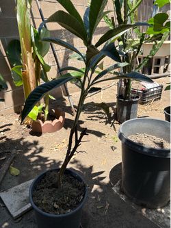 Grafted loquat tree