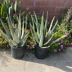 5 Gal. Aloe Vera