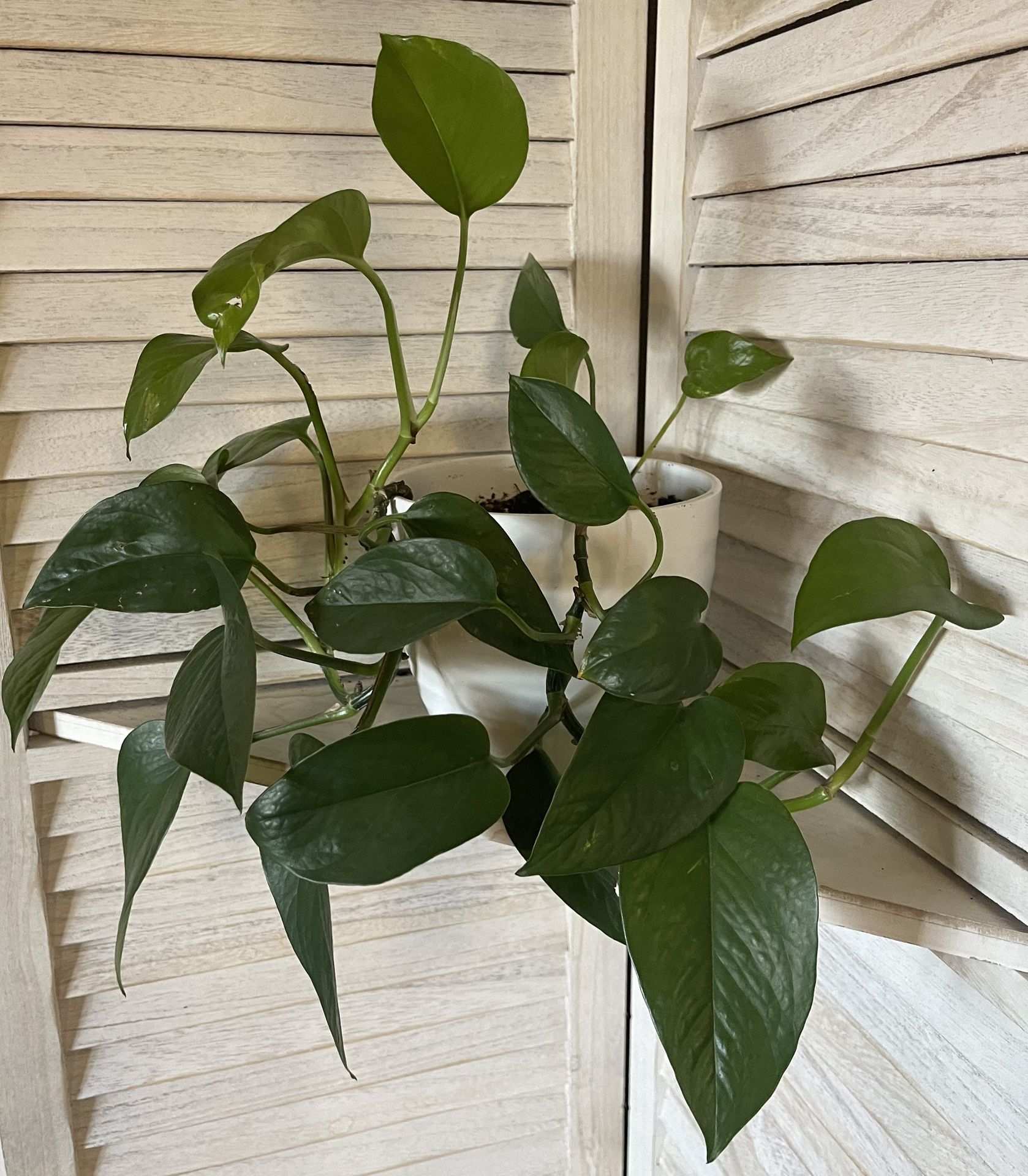Assorted Houseplants