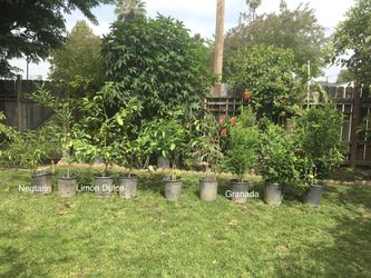 15 Gallons Fruits Plant’s