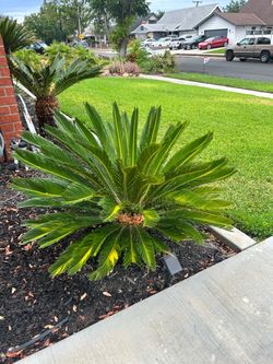 Mature Sago Palm Plant-4 Seperate