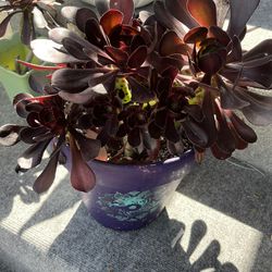 Blushing Beauty Succulents