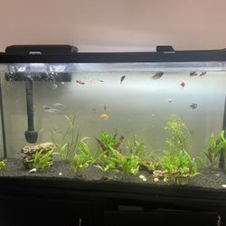 60 Gallon aquarium With Everything You Need