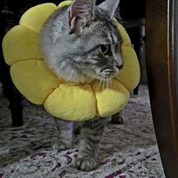 Cat/kitten recovery cones