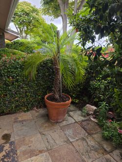 Potted Palm Tree 37" tall