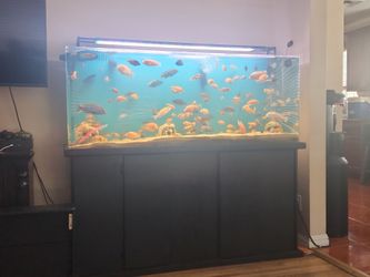 Fish Tank