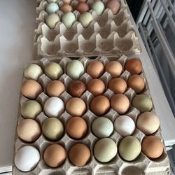 Farm Fresh Organic eggs